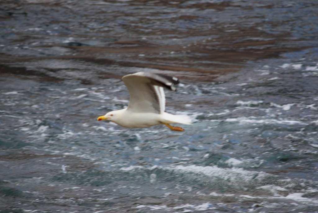 Foto de La Gomera (Santa Cruz de Tenerife), España