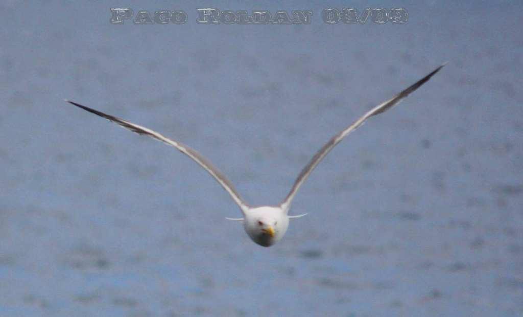 Foto de La Gomera (Santa Cruz de Tenerife), España