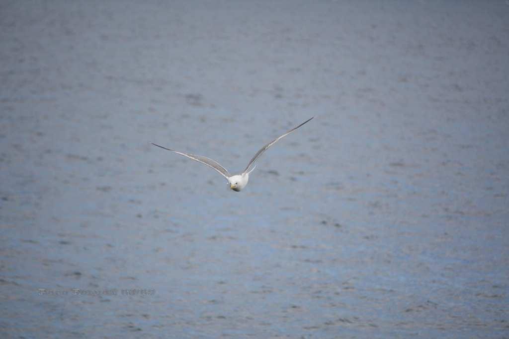 Foto de La Gomera (Santa Cruz de Tenerife), España