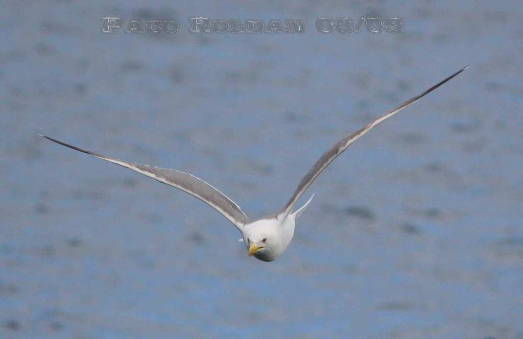 Foto de La Gomera (Santa Cruz de Tenerife), España
