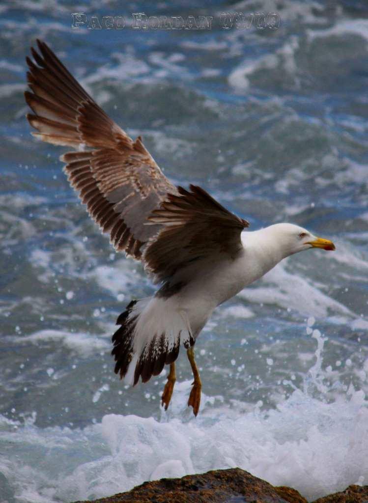 Foto de La Gomera (Santa Cruz de Tenerife), España