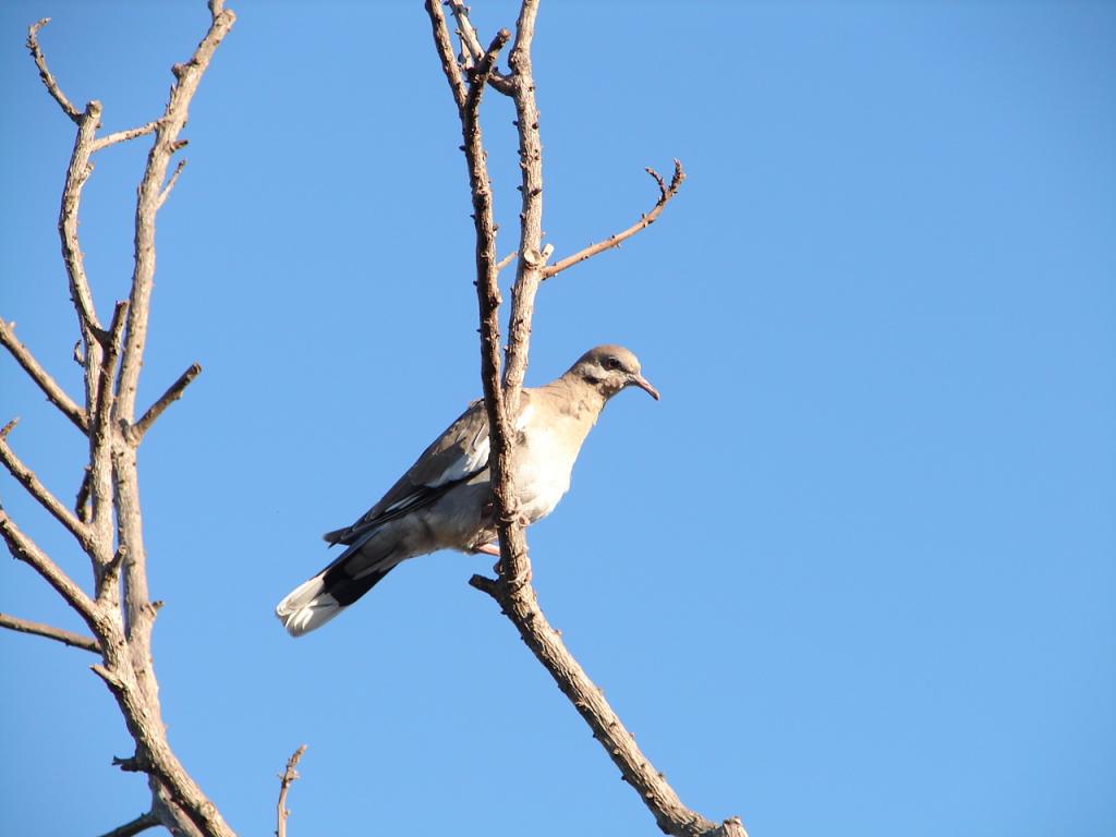Foto de Puntarenas, Costa Rica