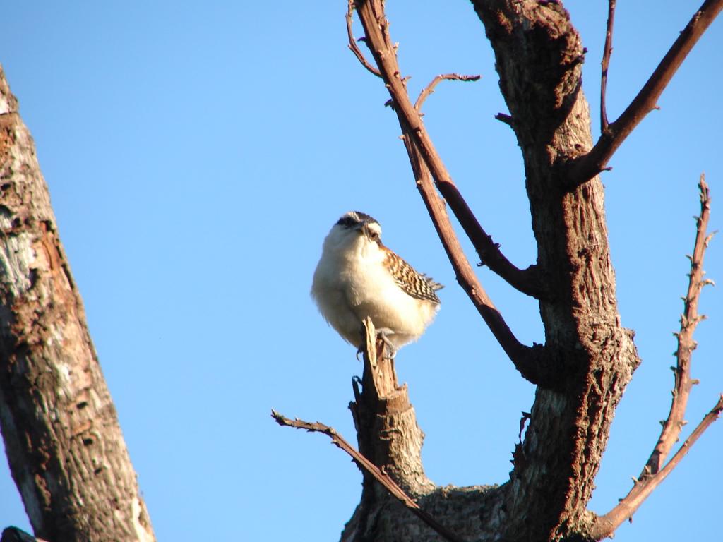 Foto de Puntarenas, Costa Rica