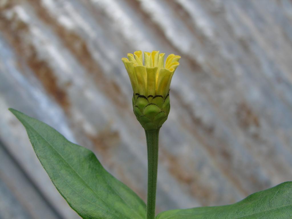 Foto de Puntarenas, Costa Rica