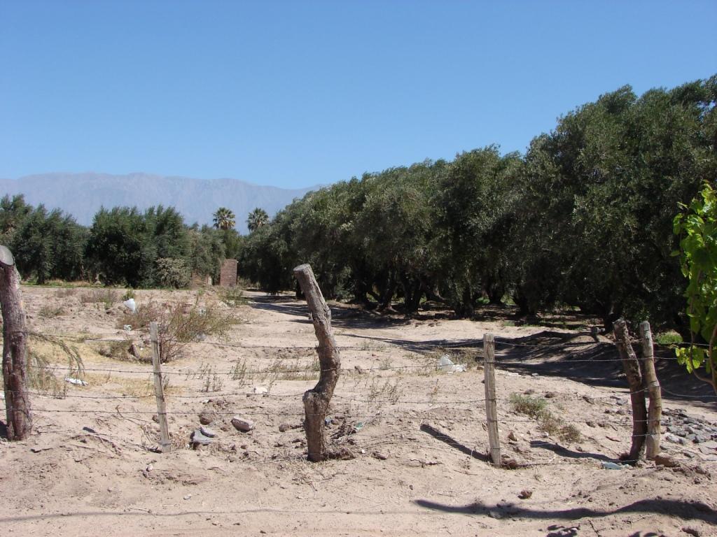 Foto de Aimogasta (La Rioja), Argentina
