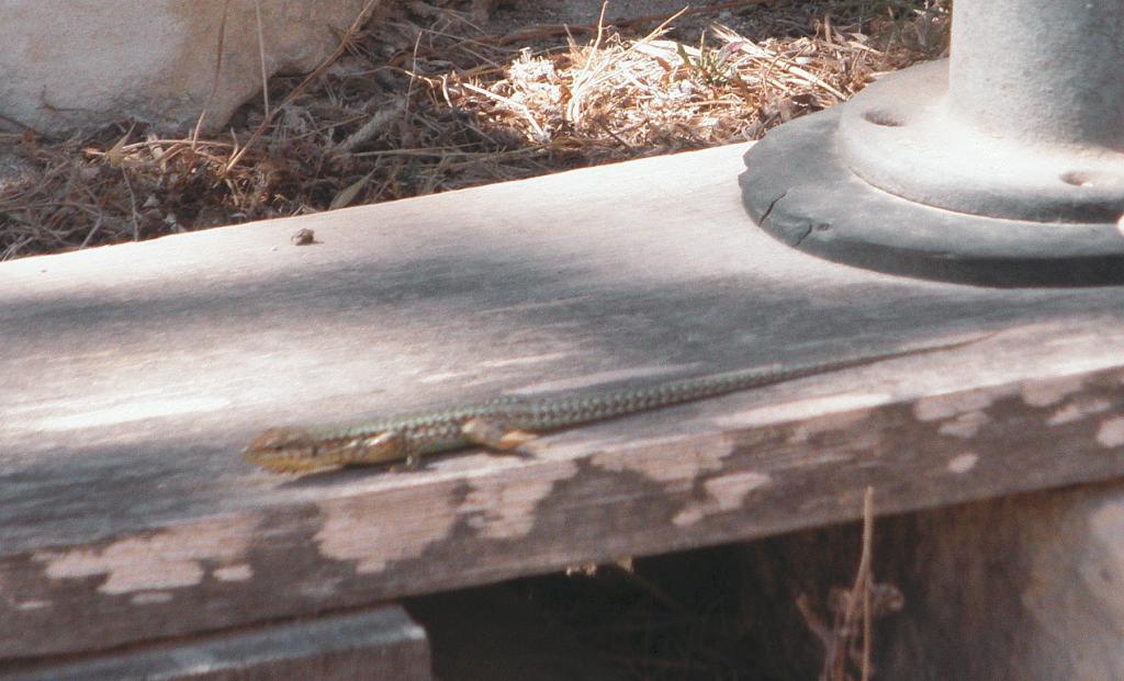 Foto de Xaghra (Gozo), Malta