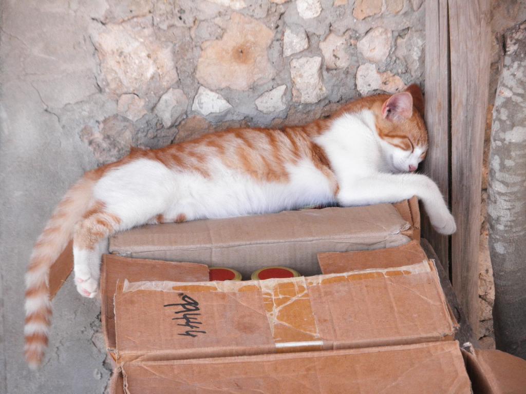 Foto de Xaghra (Gozo), Malta