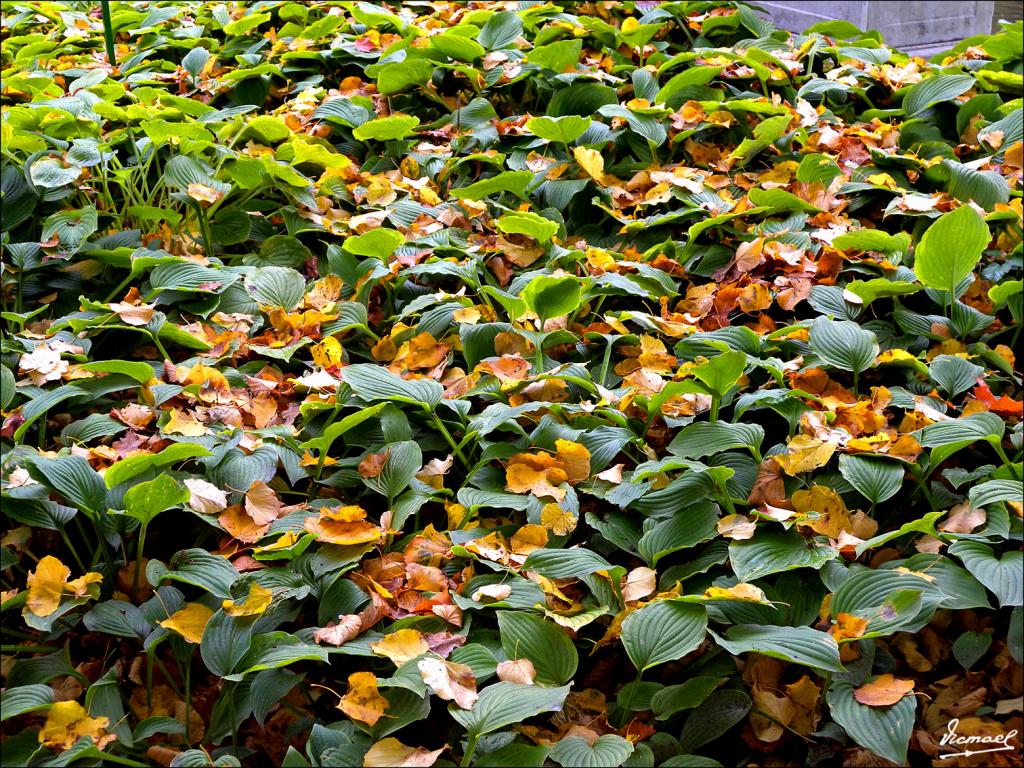 Foto de Peterhoff, Rusia