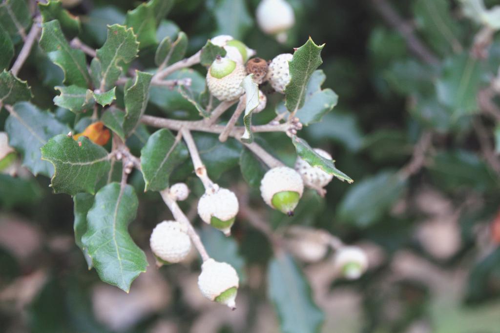 Foto de Seva (Barcelona), España