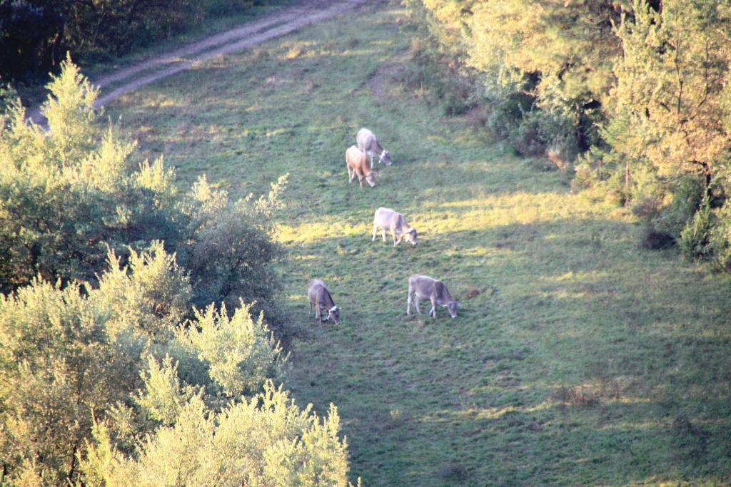 Foto de Vilanova de Sau (Barcelona), España