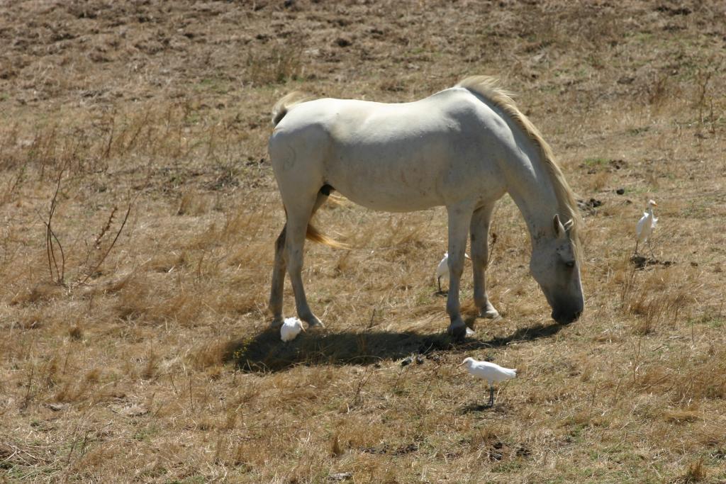 Foto de Alcalá de los Gazules (Cádiz), España