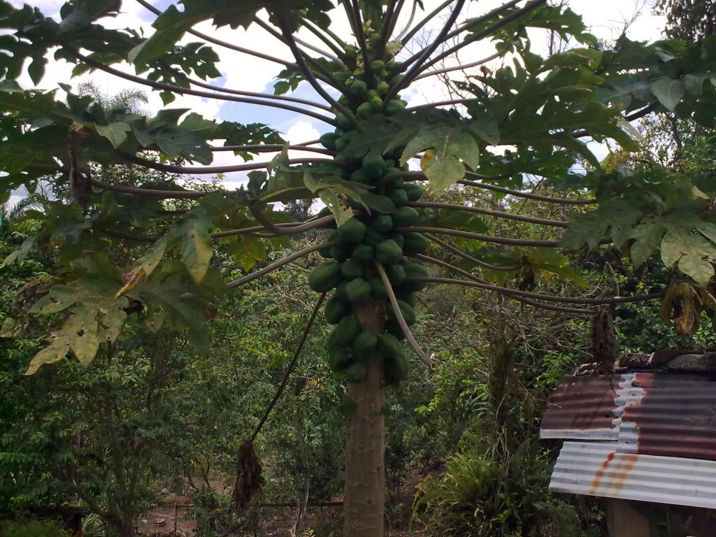 Foto de Shell-Pastaza, Ecuador