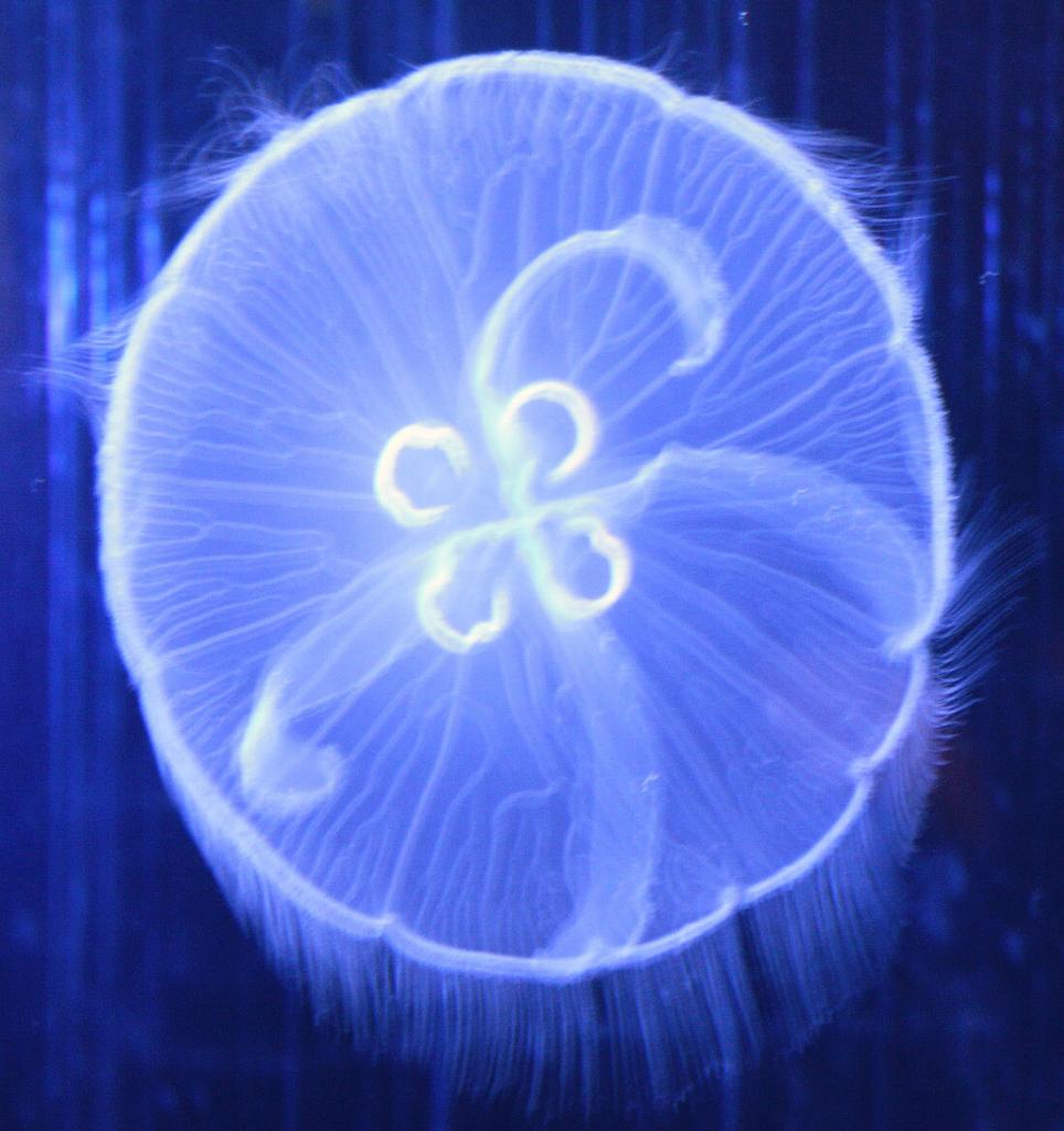 Foto de Valencia (València), España