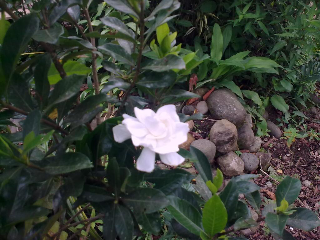 Foto de Shell, Ecuador