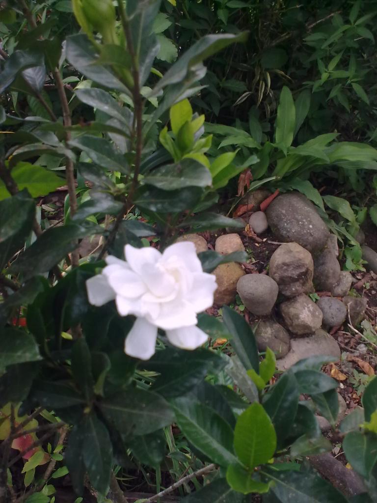 Foto de Shell, Ecuador