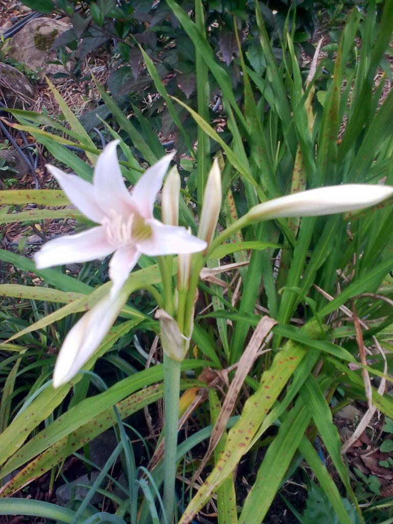 Foto de Shell, Ecuador