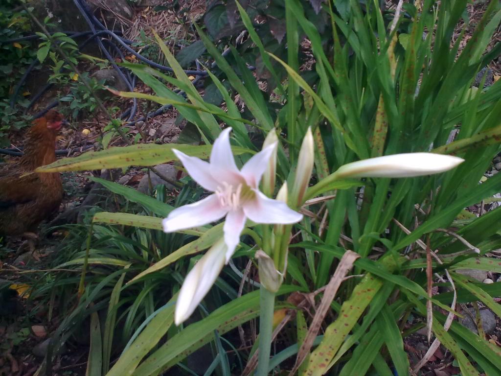 Foto de Shell, Ecuador
