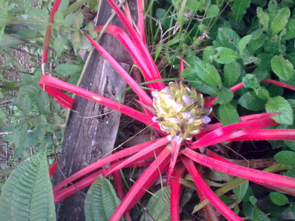 Foto de Shell, Ecuador
