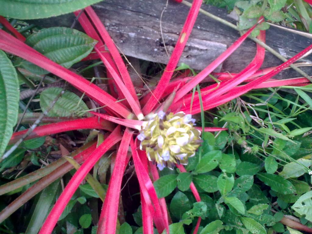 Foto de Shell, Ecuador