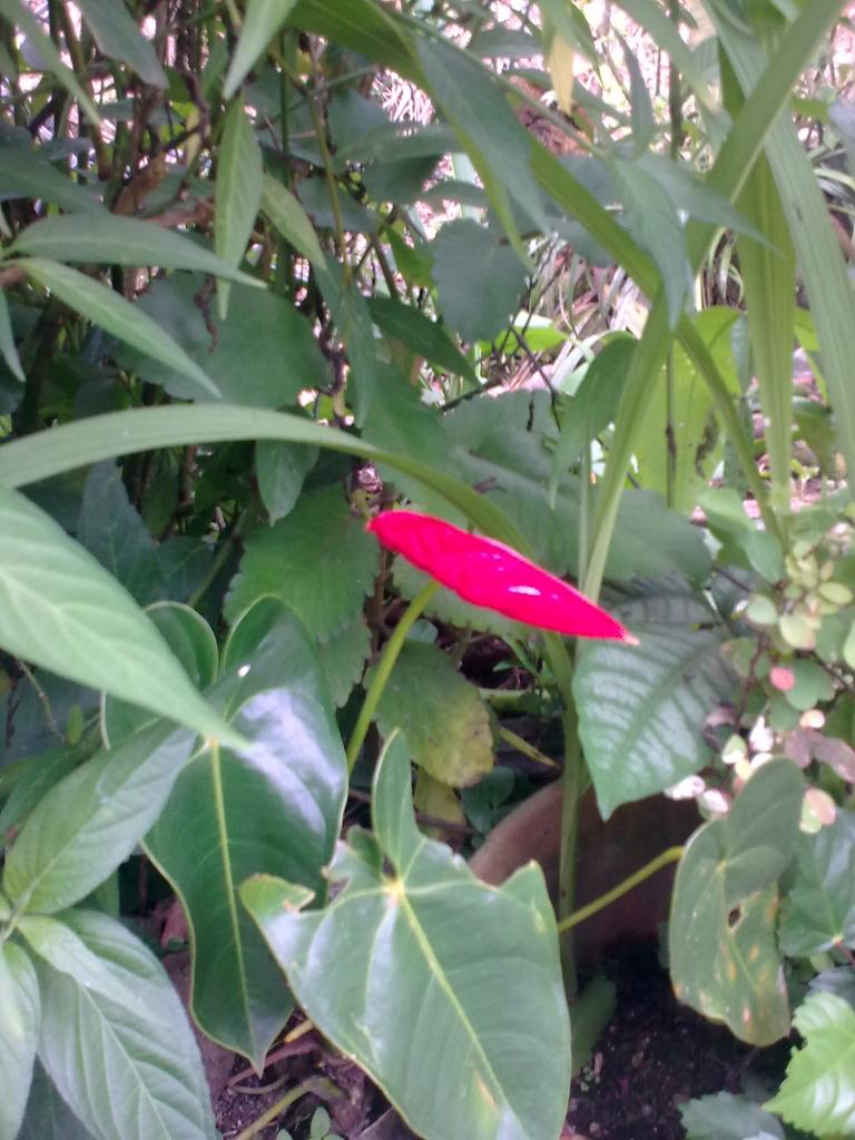 Foto de Shell, Ecuador