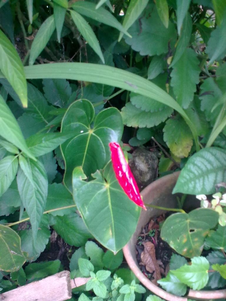 Foto de Shell, Ecuador