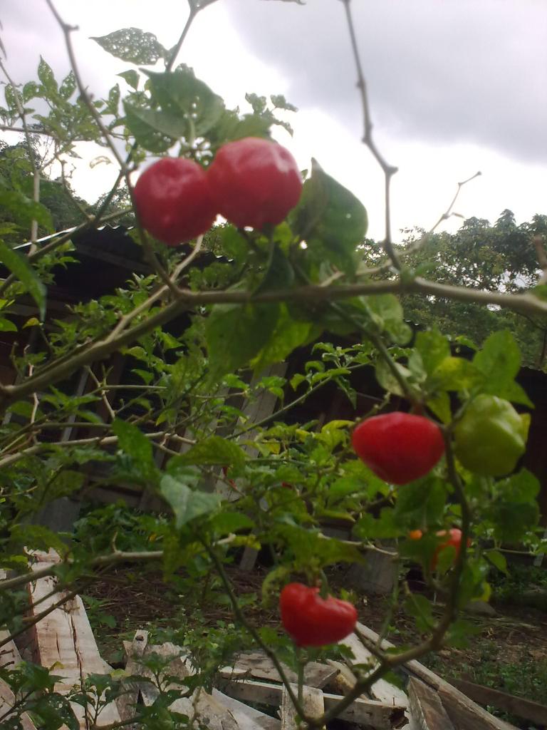 Foto de Shell, Ecuador