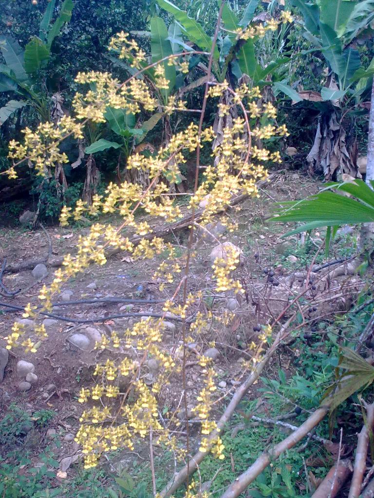 Foto de Shell-Pastaza, Ecuador