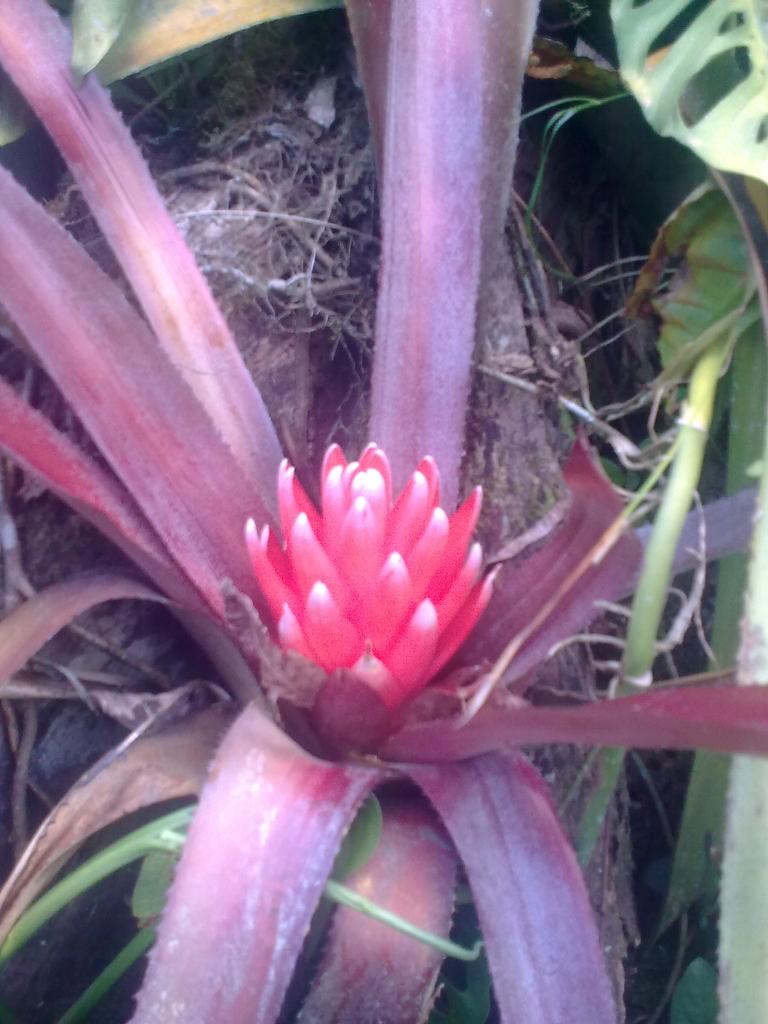 Foto de Shell-Pastaza, Ecuador