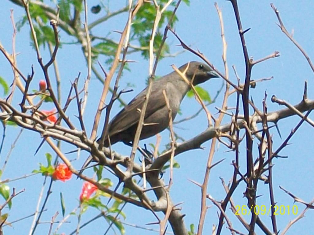 Foto de Pirané (Formosa), Argentina