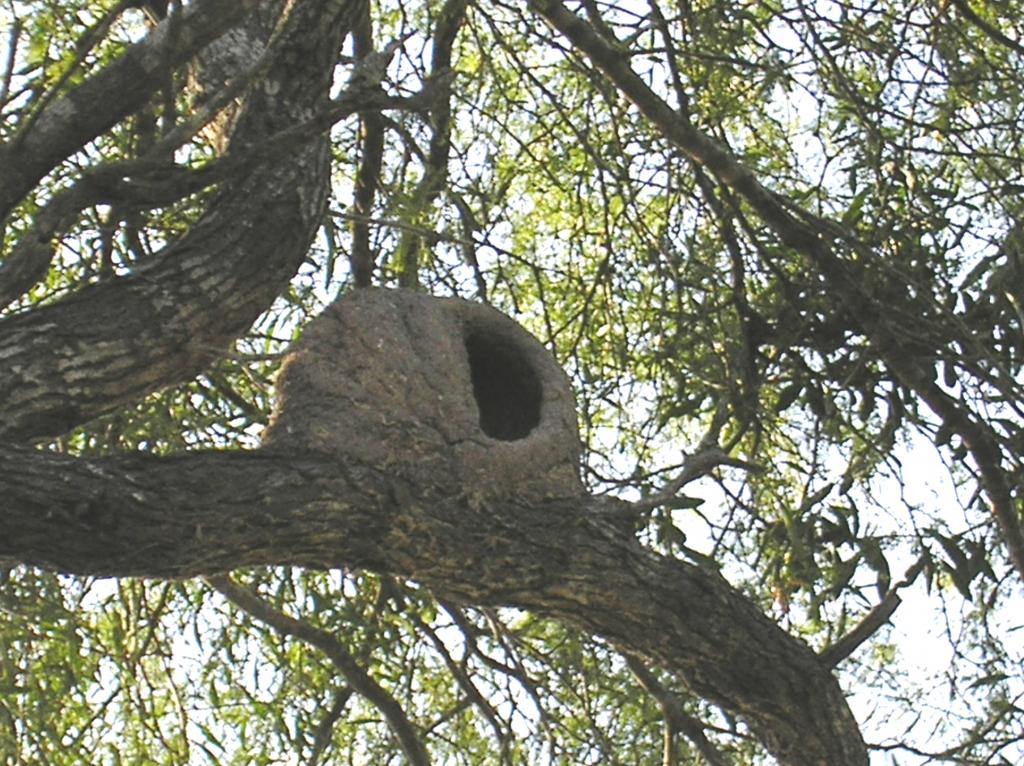 Foto de Pirané (Formosa), Argentina