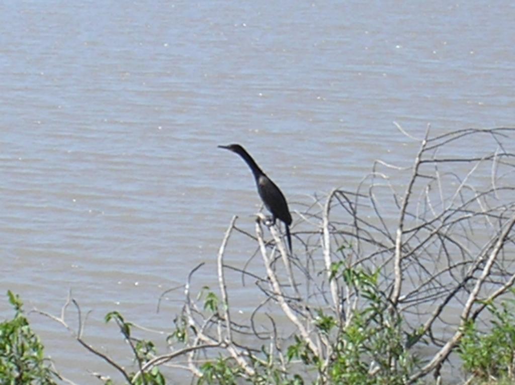 Foto de Pirané (Formosa), Argentina