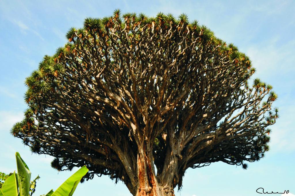 Foto de Icod de los Vinos (Santa Cruz de Tenerife), España