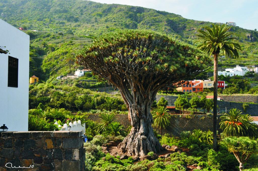 Foto de Icod de los Vinos (Santa Cruz de Tenerife), España