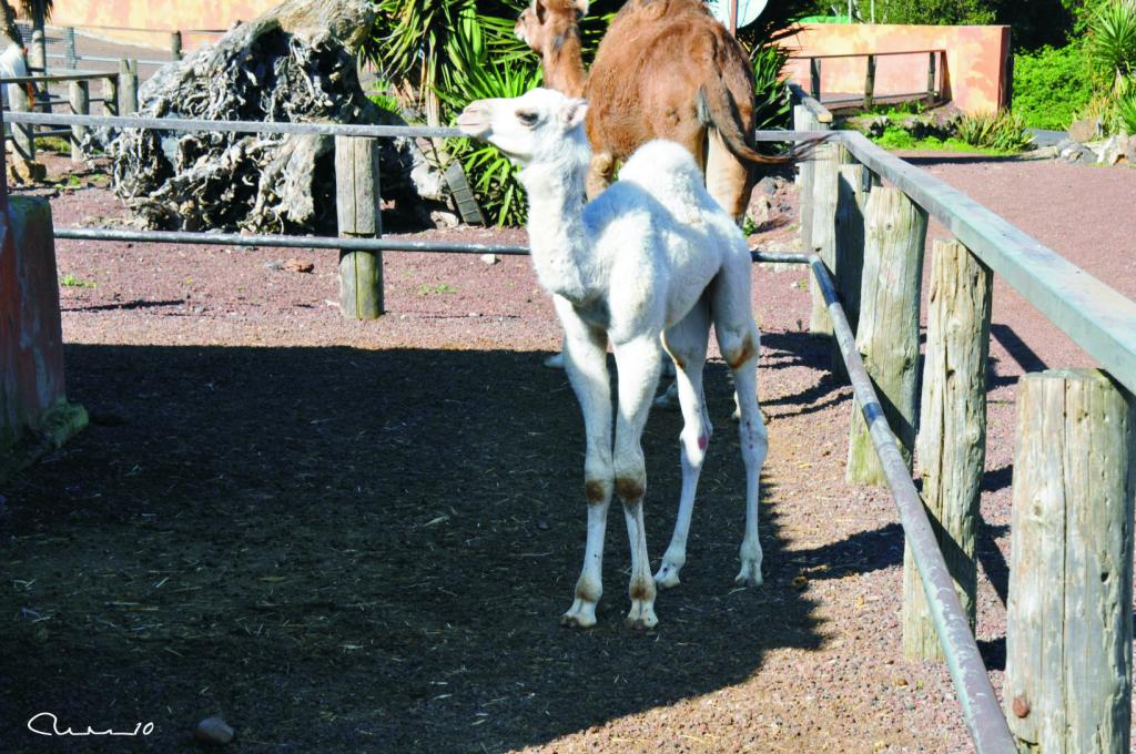 Foto de El Tanque (Santa Cruz de Tenerife), España