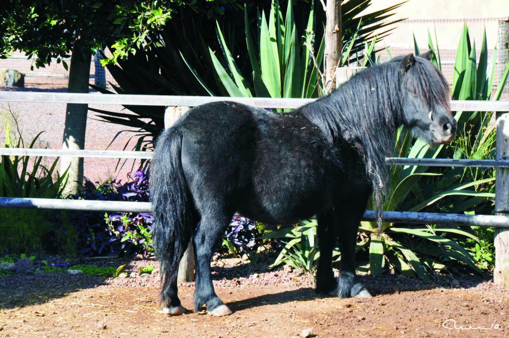 Foto de El Tanque (Santa Cruz de Tenerife), España
