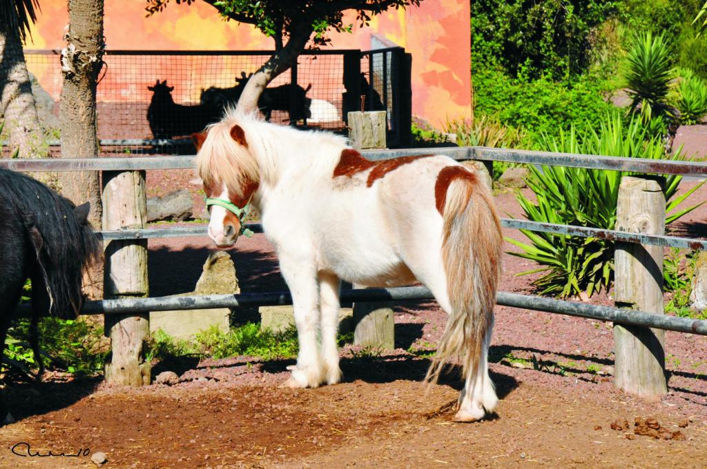 Foto de El Tanque (Santa Cruz de Tenerife), España