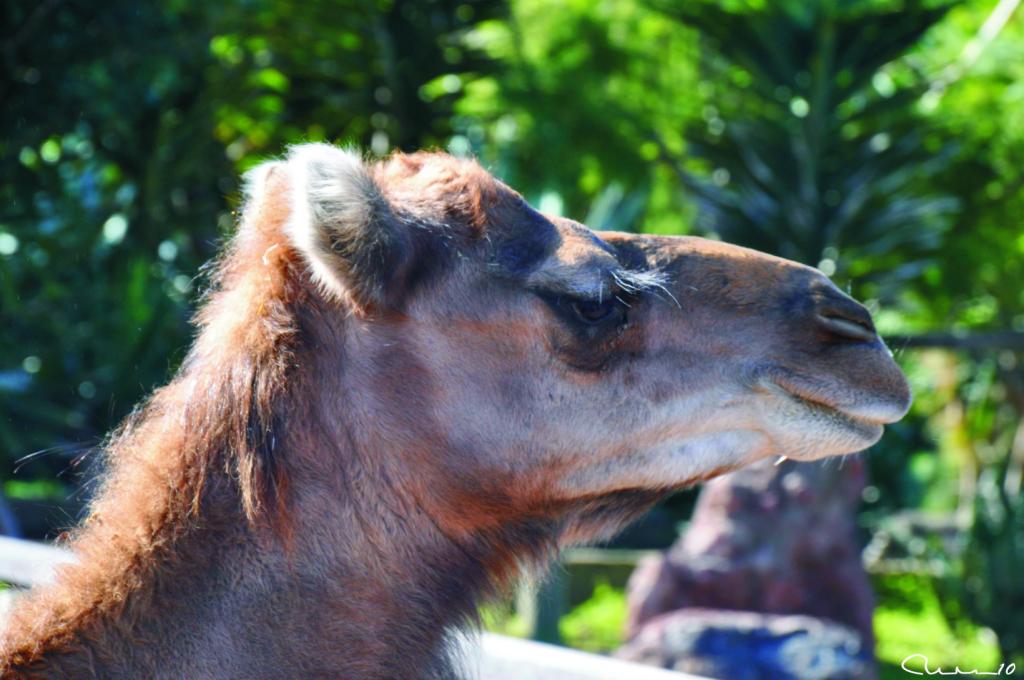 Foto de El Tanque (Santa Cruz de Tenerife), España