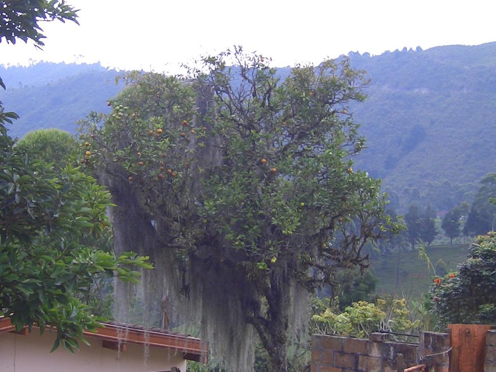 Foto de Angelopolis, Colombia