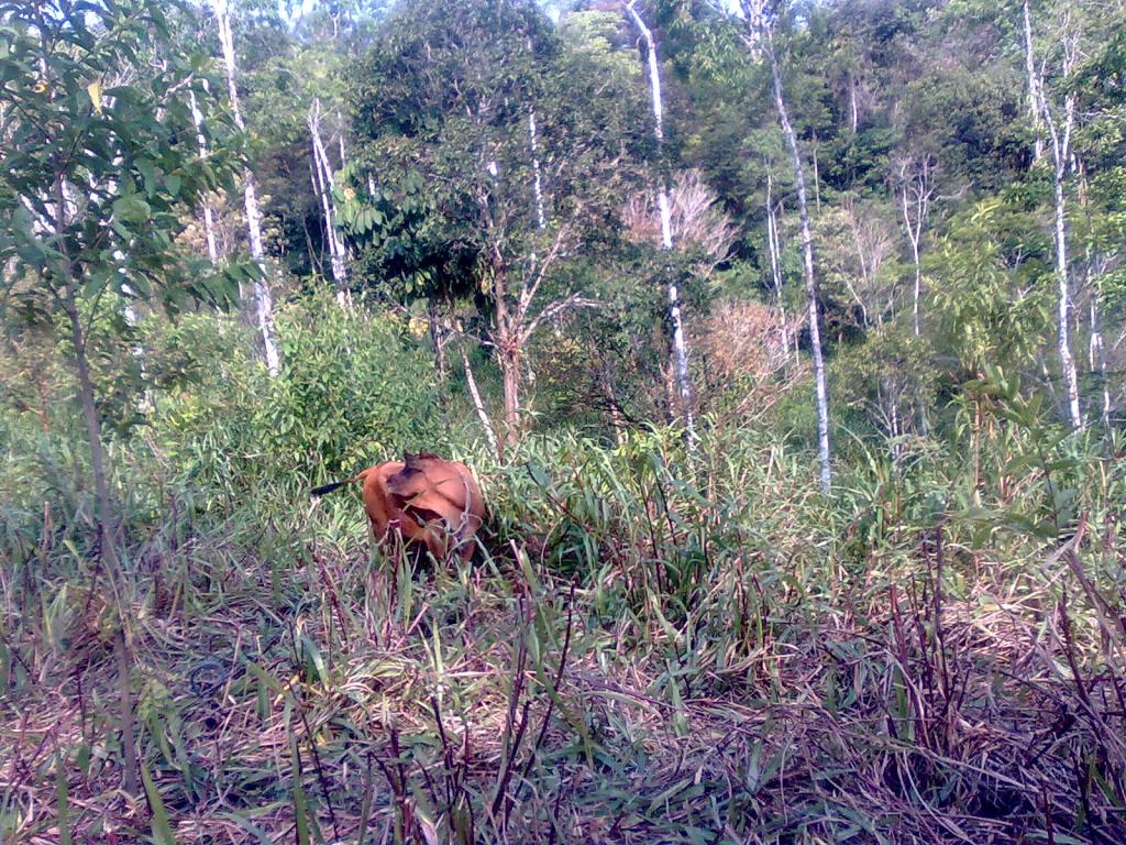 Foto de Simón Bolívar (Mushulalcta), Ecuador