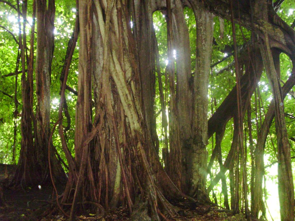 Foto de Isla Fuerte, Colombia