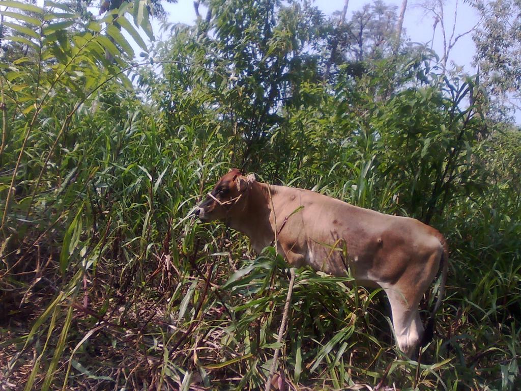 Foto de Simón Bolívar (Mushullacta), Ecuador