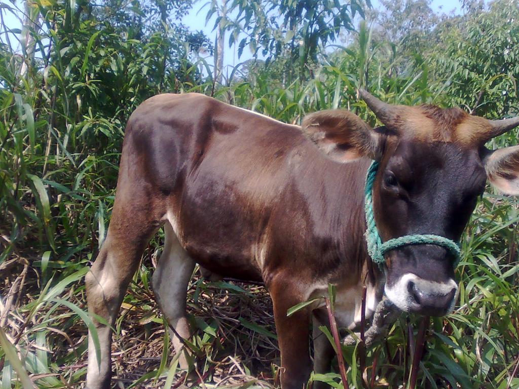 Foto de Simón Bolívar (Mushullacta), Ecuador