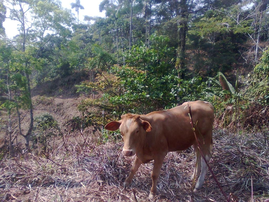 Foto de Simón Bolívar (Mushullacta), Ecuador