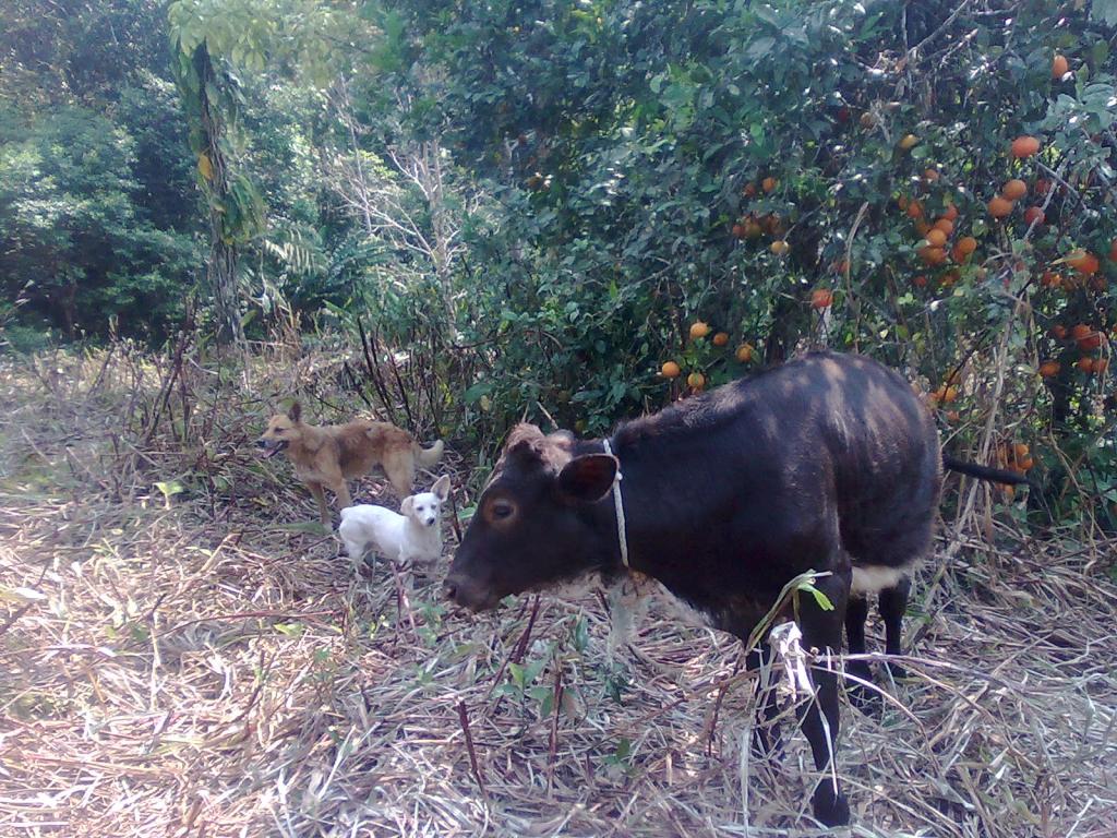 Foto de Simón Bolívar (Mushullacta), Ecuador