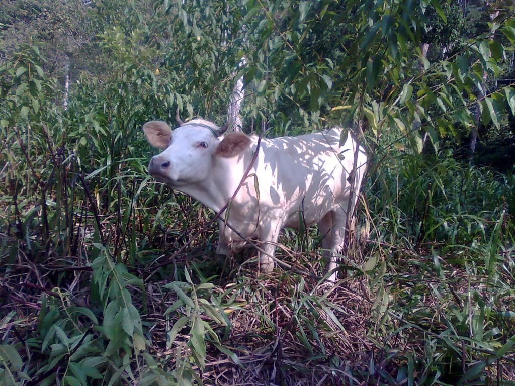 Foto de Simón Bolívar (Mushullacta), Ecuador