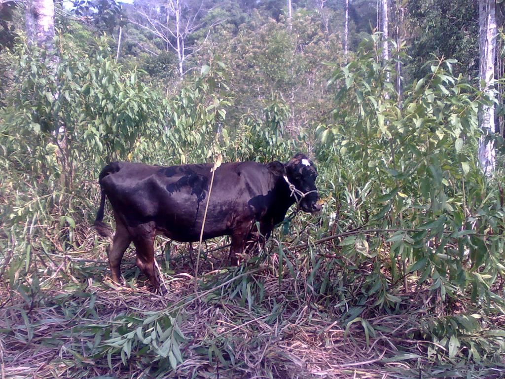 Foto de Simón Bolívar (Mushullacta), Ecuador