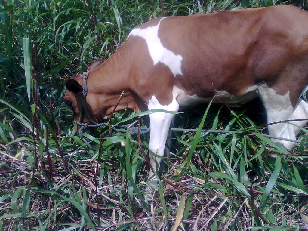 Foto de Simón Bolívar (Mushullacta), Ecuador