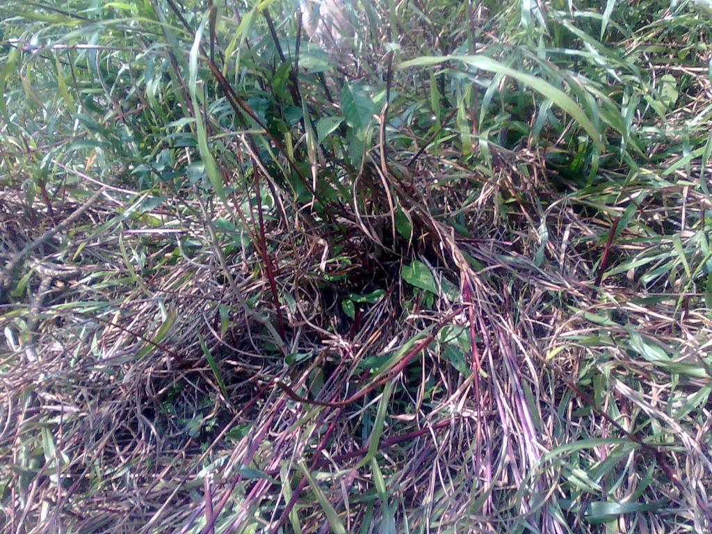 Foto de Simón Bolívar (Mushullacta), Ecuador