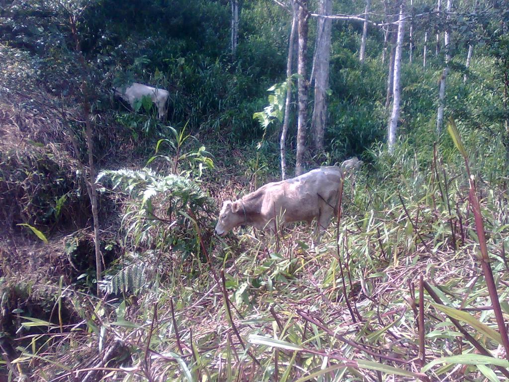 Foto de Simón Bolívar (Mushullacta), Ecuador