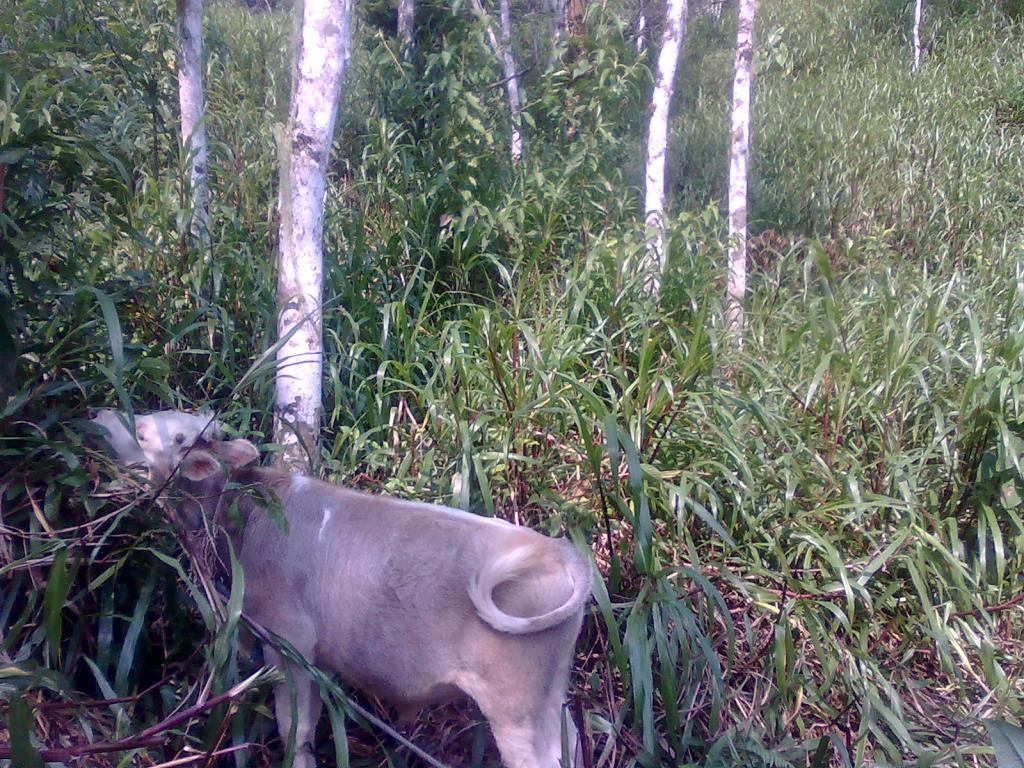 Foto de Simón Bolívar (Mushullacta), Ecuador